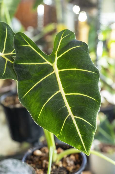 alocasia moisture meter|alocasia care indoors.